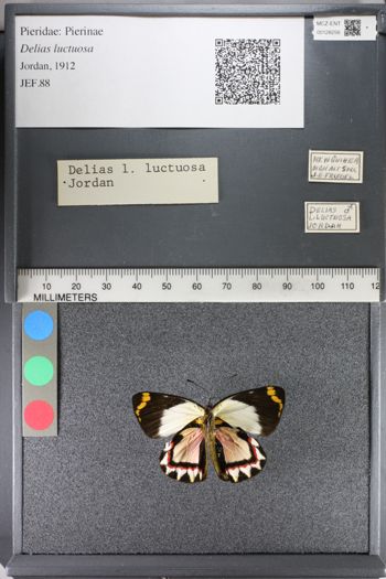 Media type: image;   Entomology 128256